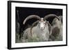 Rare Breed Domestic Churro Sheep, New Mexico-John Cancalosi-Framed Photographic Print