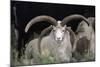 Rare Breed Domestic Churro Sheep, New Mexico-John Cancalosi-Mounted Photographic Print