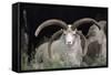 Rare Breed Domestic Churro Sheep, New Mexico-John Cancalosi-Framed Stretched Canvas