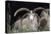 Rare Breed Domestic Churro Sheep, New Mexico-John Cancalosi-Stretched Canvas