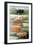 Rare Breed Pigs, 2009-Alex Williams-Framed Premium Giclee Print