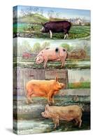 Rare Breed Pigs, 2009-Alex Williams-Stretched Canvas