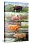 Rare Breed Pigs, 2009-Alex Williams-Stretched Canvas