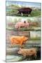 Rare Breed Pigs, 2009-Alex Williams-Mounted Giclee Print