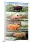 Rare Breed Pigs, 2009-Alex Williams-Framed Giclee Print