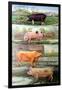 Rare Breed Pigs, 2009-Alex Williams-Framed Giclee Print