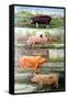 Rare Breed Pigs, 2009-Alex Williams-Framed Stretched Canvas