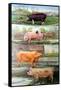 Rare Breed Pigs, 2009-Alex Williams-Framed Stretched Canvas