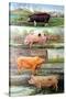 Rare Breed Pigs, 2009-Alex Williams-Stretched Canvas