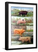 Rare Breed Pigs, 2009-Alex Williams-Framed Giclee Print