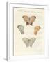 Rare Butterflies-null-Framed Giclee Print