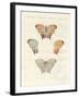 Rare Butterflies-null-Framed Giclee Print