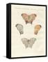 Rare Butterflies-null-Framed Stretched Canvas