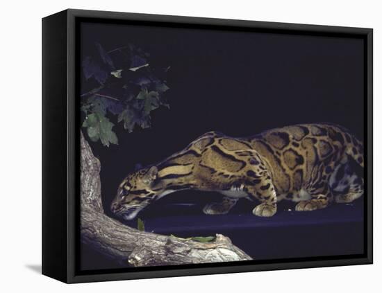 Rare Clouded Leopard Crouching near Tree, Asia-Nina Leen-Framed Stretched Canvas