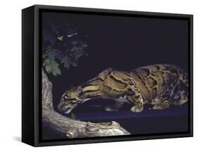 Rare Clouded Leopard Crouching near Tree, Asia-Nina Leen-Framed Stretched Canvas