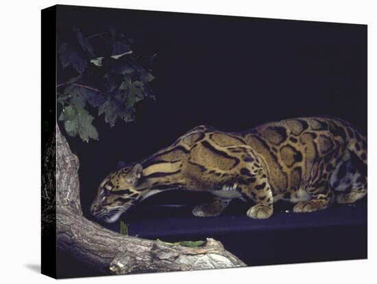 Rare Clouded Leopard Crouching near Tree, Asia-Nina Leen-Stretched Canvas