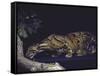 Rare Clouded Leopard Crouching near Tree, Asia-Nina Leen-Framed Stretched Canvas