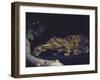 Rare Clouded Leopard Crouching near Tree, Asia-Nina Leen-Framed Photographic Print