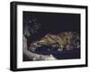 Rare Clouded Leopard Crouching near Tree, Asia-Nina Leen-Framed Photographic Print