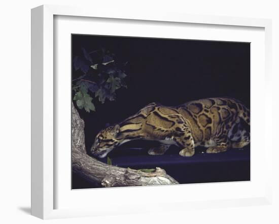 Rare Clouded Leopard Crouching near Tree, Asia-Nina Leen-Framed Photographic Print