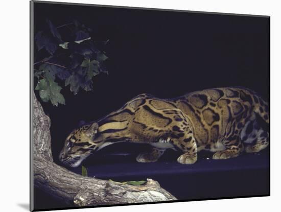 Rare Clouded Leopard Crouching near Tree, Asia-Nina Leen-Mounted Photographic Print