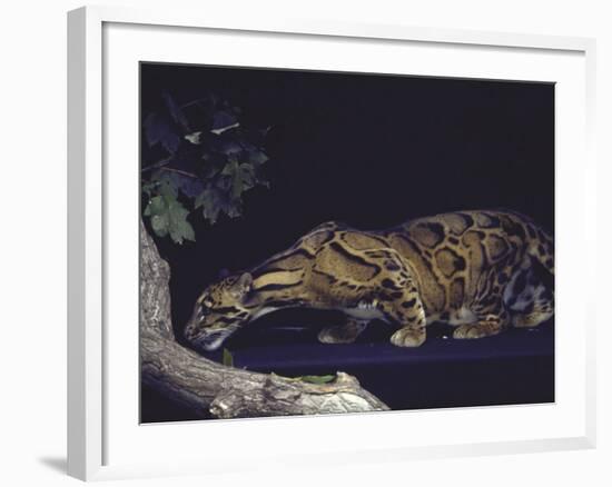 Rare Clouded Leopard Crouching near Tree, Asia-Nina Leen-Framed Photographic Print