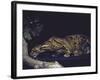 Rare Clouded Leopard Crouching near Tree, Asia-Nina Leen-Framed Photographic Print