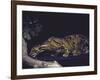 Rare Clouded Leopard Crouching near Tree, Asia-Nina Leen-Framed Photographic Print