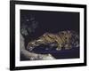 Rare Clouded Leopard Crouching near Tree, Asia-Nina Leen-Framed Photographic Print