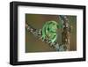 Rare Dog-Frog-null-Framed Art Print