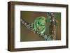 Rare Dog-Frog-null-Framed Art Print