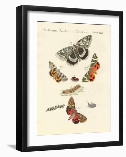 Rare German Night Butterflies-null-Framed Giclee Print