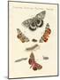 Rare German Night Butterflies-null-Mounted Giclee Print