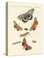 Rare German Night Butterflies-null-Stretched Canvas