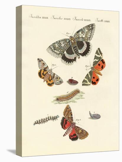 Rare German Night Butterflies-null-Stretched Canvas