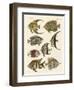 Rare Indian Fish-null-Framed Giclee Print