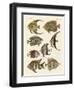 Rare Indian Fish-null-Framed Giclee Print