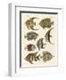 Rare Indian Fish-null-Framed Giclee Print