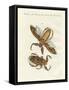 Rare Insects-null-Framed Stretched Canvas