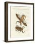 Rare Insects-null-Framed Giclee Print