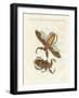 Rare Insects-null-Framed Giclee Print
