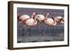 Rare James's flamingos (Phoenicoparrus jamesi), Eduardo Avaroa Andean Fauna National Reserve-Michael Nolan-Framed Photographic Print