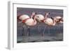 Rare James's flamingos (Phoenicoparrus jamesi), Eduardo Avaroa Andean Fauna National Reserve-Michael Nolan-Framed Photographic Print