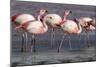 Rare James's flamingos (Phoenicoparrus jamesi), Eduardo Avaroa Andean Fauna National Reserve-Michael Nolan-Mounted Photographic Print