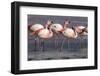 Rare James's flamingos (Phoenicoparrus jamesi), Eduardo Avaroa Andean Fauna National Reserve-Michael Nolan-Framed Photographic Print