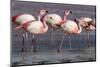 Rare James's flamingos (Phoenicoparrus jamesi), Eduardo Avaroa Andean Fauna National Reserve-Michael Nolan-Mounted Photographic Print