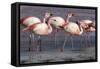 Rare James's flamingos (Phoenicoparrus jamesi), Eduardo Avaroa Andean Fauna National Reserve-Michael Nolan-Framed Stretched Canvas