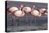 Rare James's flamingos (Phoenicoparrus jamesi), Eduardo Avaroa Andean Fauna National Reserve-Michael Nolan-Stretched Canvas