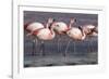 Rare James's flamingos (Phoenicoparrus jamesi), Eduardo Avaroa Andean Fauna National Reserve-Michael Nolan-Framed Photographic Print