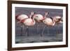 Rare James's flamingos (Phoenicoparrus jamesi), Eduardo Avaroa Andean Fauna National Reserve-Michael Nolan-Framed Photographic Print